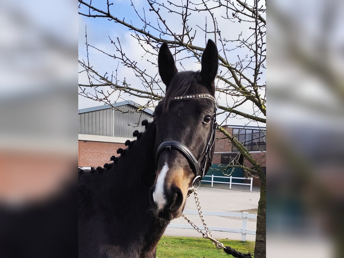 Westfale Wallach 4 Jahre 160 cm Dunkelbrauner in Bad Laer