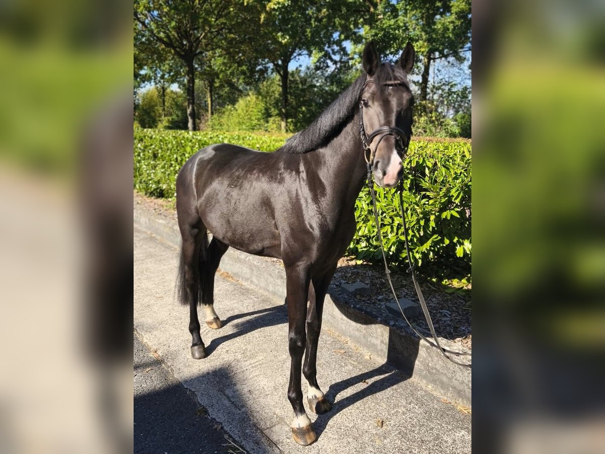 Westfale, Wallach in Legden
