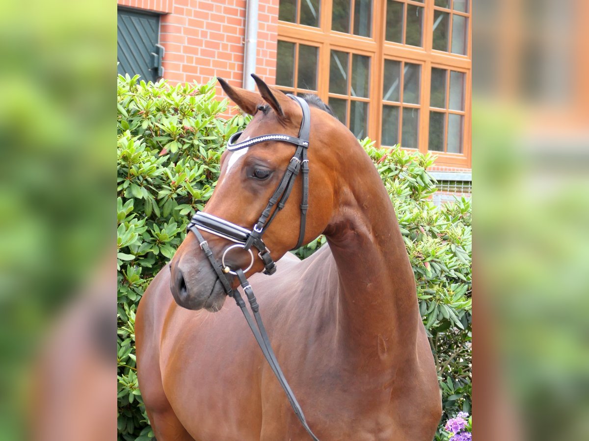 Westfale Wallach 4 Jahre 163 cm Brauner in Cappeln (Oldenburg)