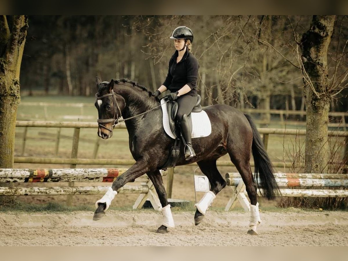 Westfale Wallach 4 Jahre 163 cm Dunkelbrauner in Mönchengladbach