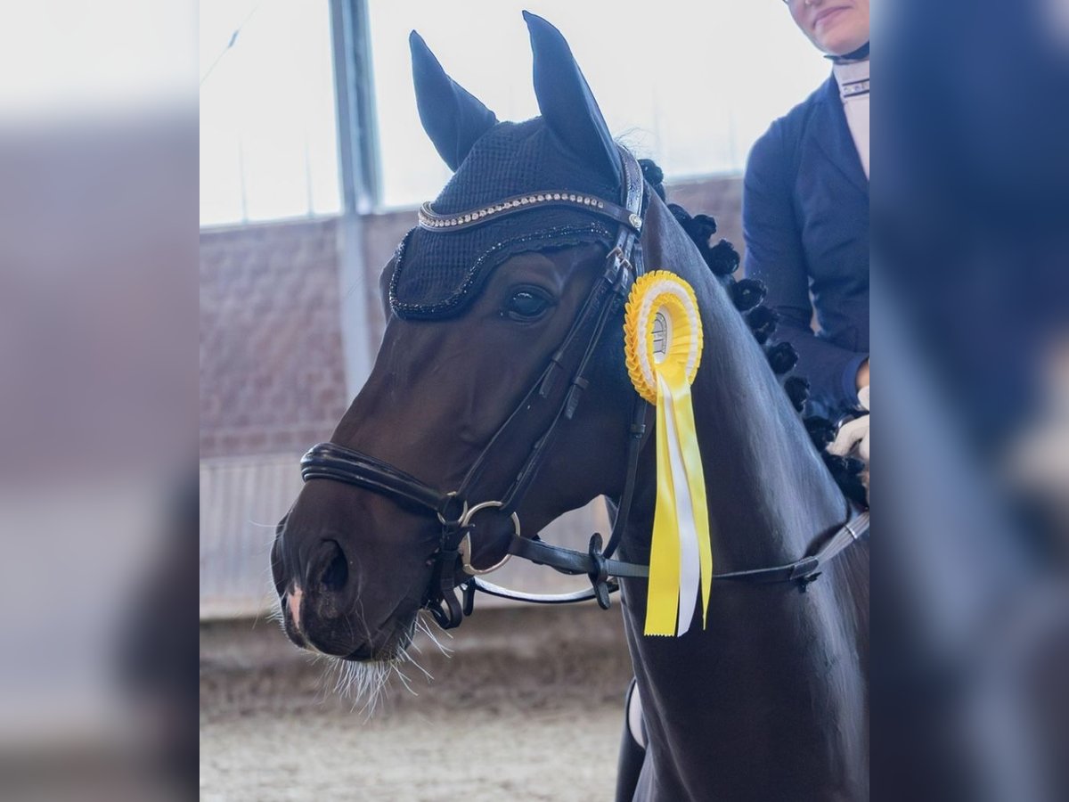 Westfale Wallach 4 Jahre 164 cm Dunkelbrauner in Kreuzau