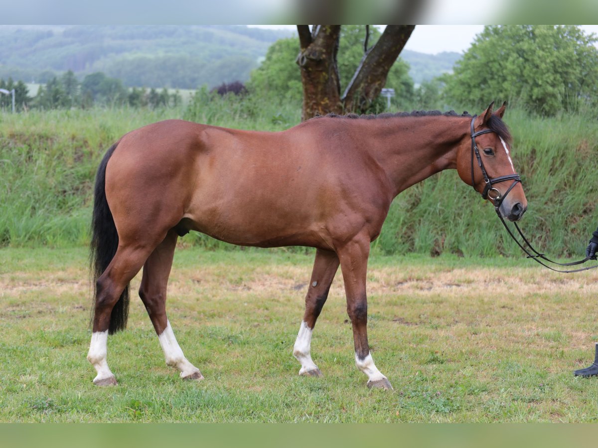 Westfale Wallach 4 Jahre 165 cm Brauner in Neuenrade