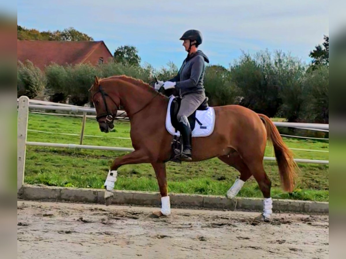 Westfale Wallach 4 Jahre 165 cm in Bünde