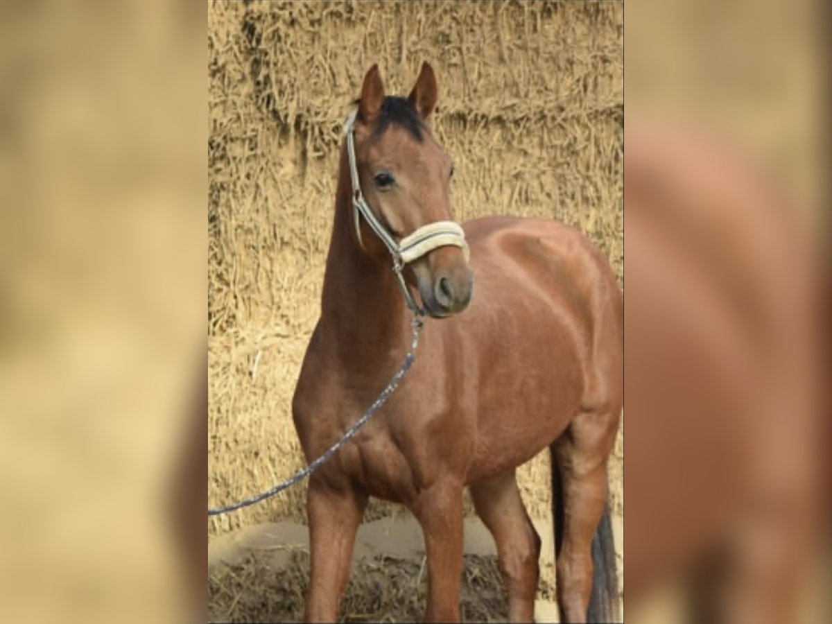Westfale Wallach 4 Jahre 165 cm Rotfuchs in Overath