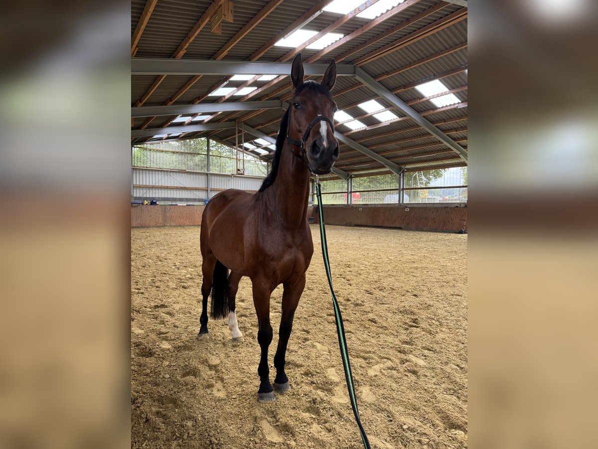 Westfale Wallach 4 Jahre 166 cm Brauner in Bielefeld