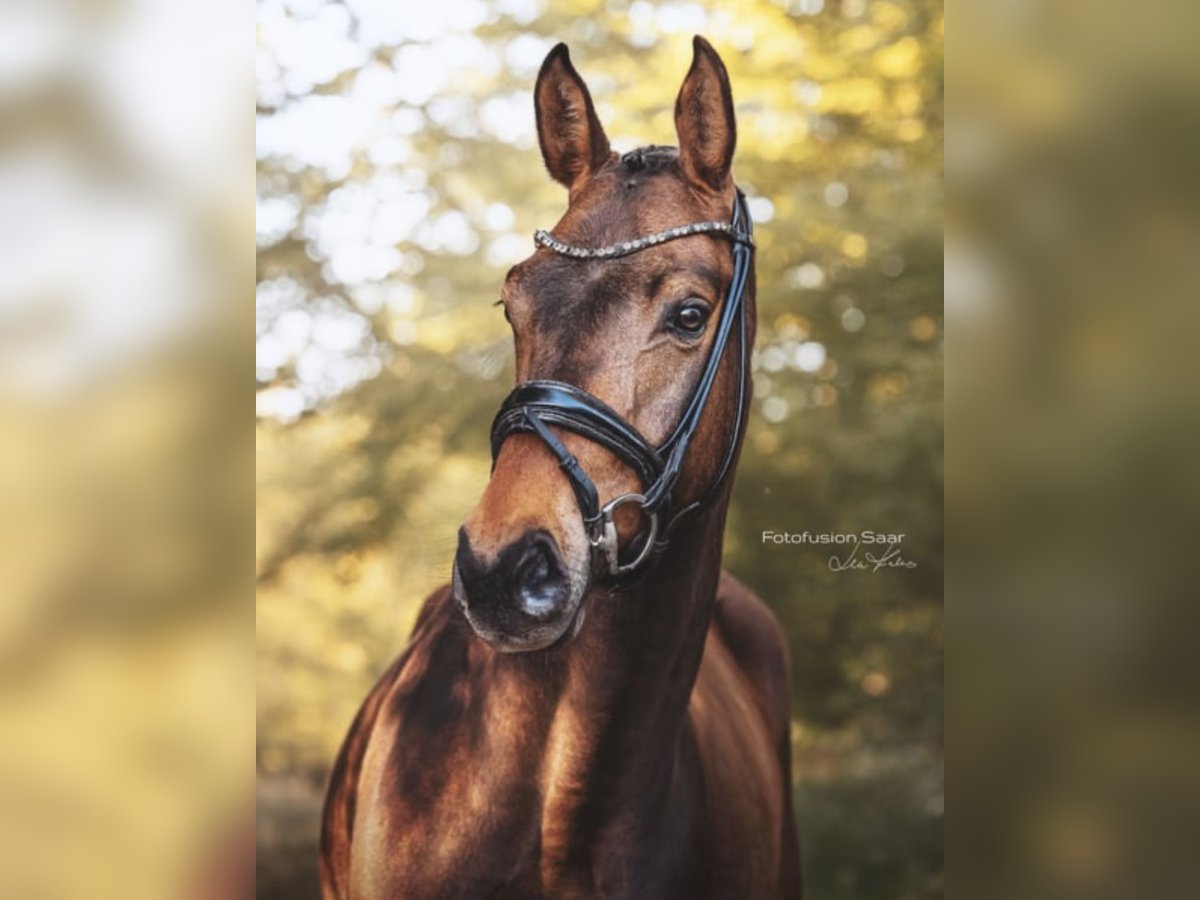 Westfale Wallach 4 Jahre 166 cm Dunkelbrauner in Perl