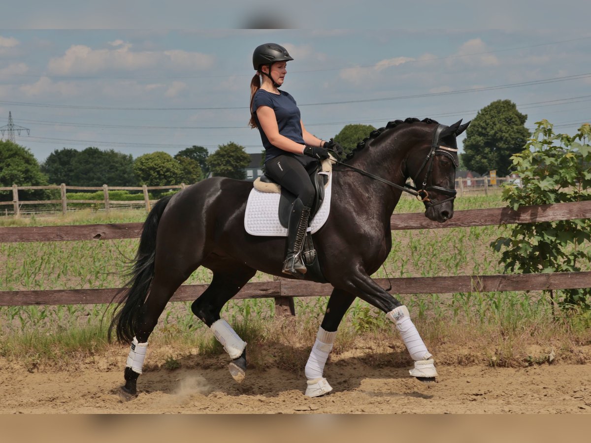Westfale Wallach 4 Jahre 166 cm Rappe in Greven