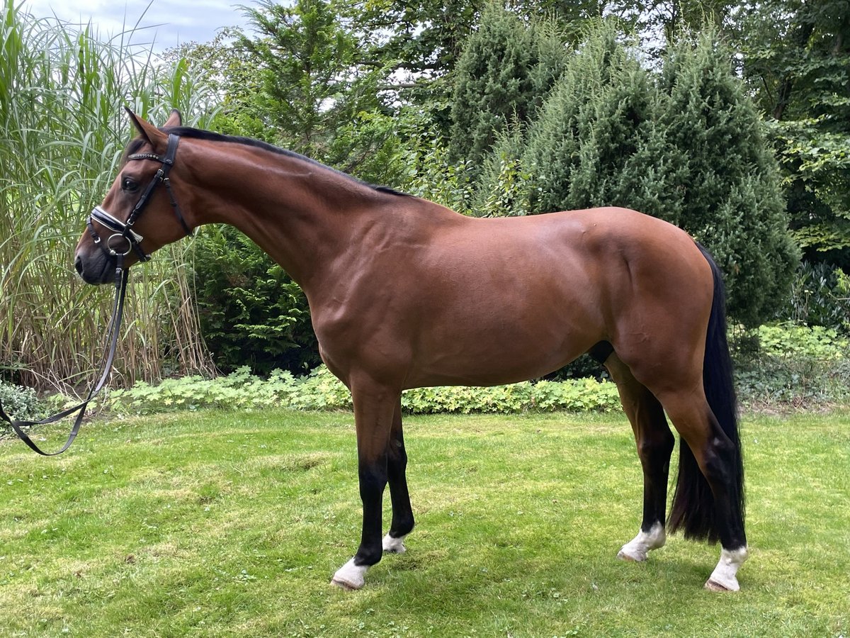 Westfale Wallach 4 Jahre 167 cm Brauner in Ibbenbüren