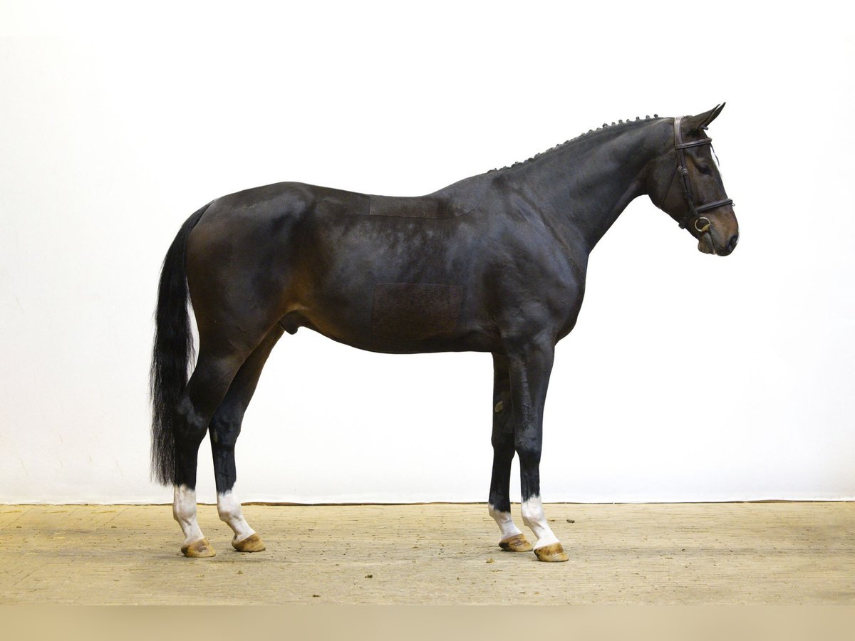 Westfale Wallach 4 Jahre 167 cm Dunkelbrauner in Waddinxveen Westfale Wallach 4 Jahre 167 cm Dunkelbrauner in Waddinxveen