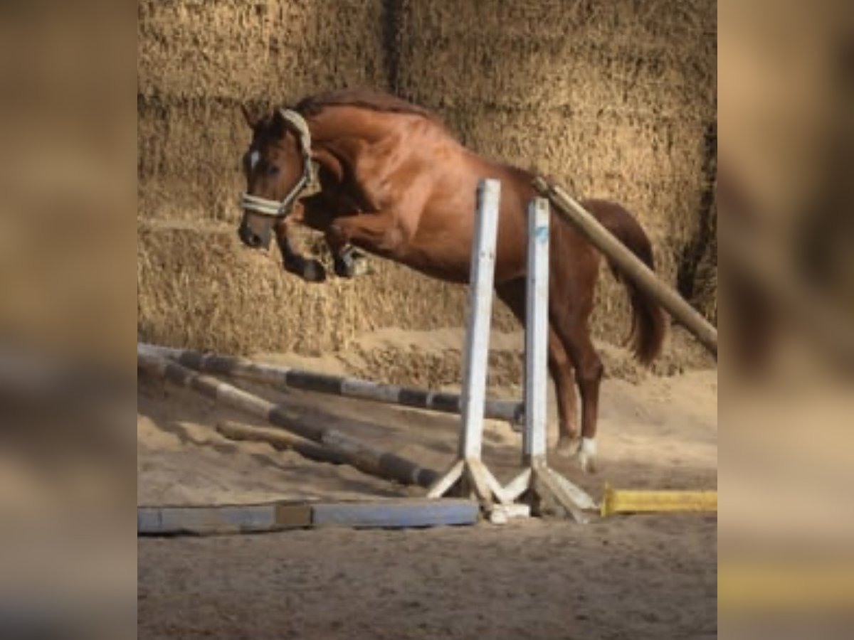 Westfale Wallach 4 Jahre 167 cm Fuchs in Overath