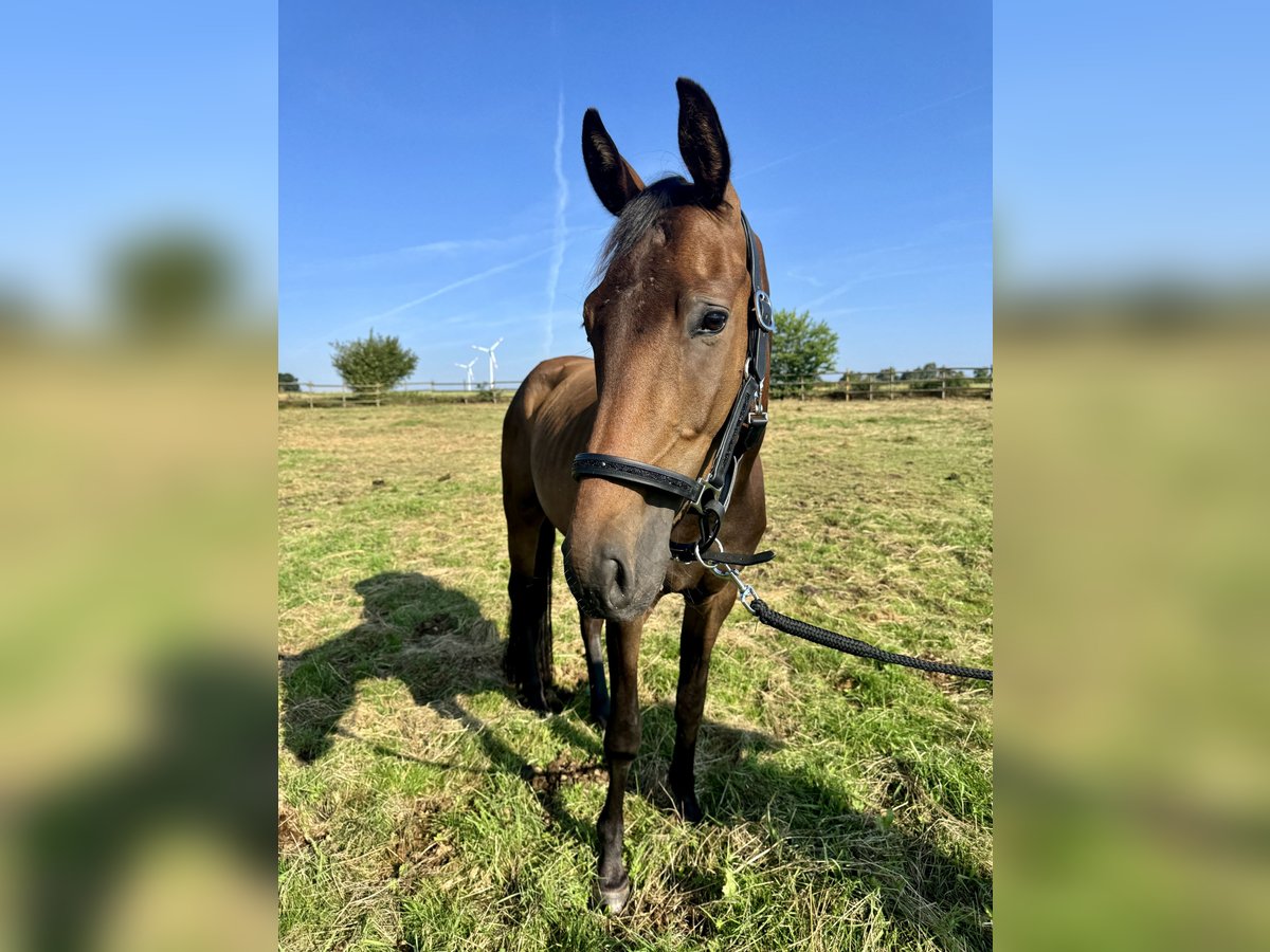Westfale Wallach 4 Jahre 168 cm Brauner in Rehburg-Loccum