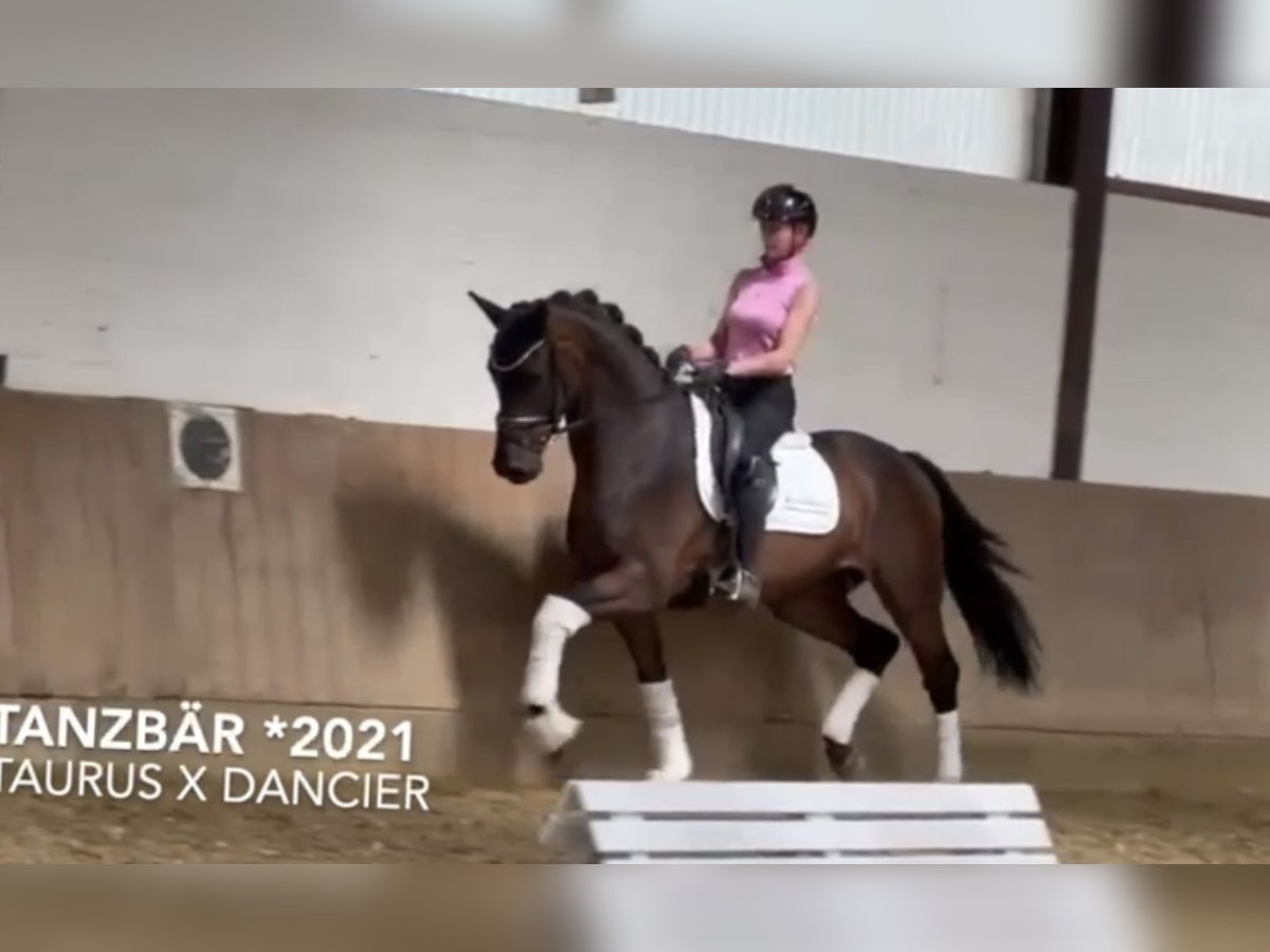 Westfale Wallach 4 Jahre 168 cm Dunkelbrauner in Bielefeld