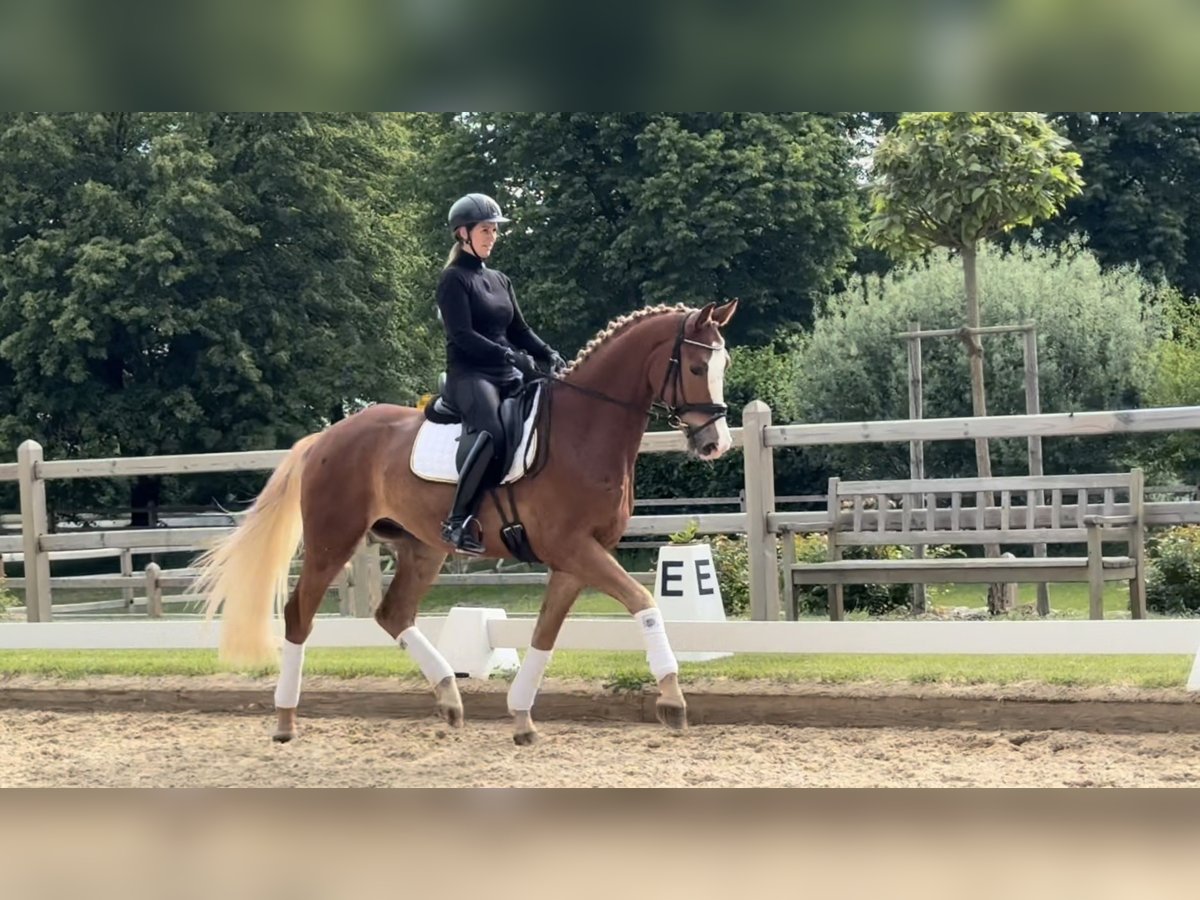Westfale Wallach 4 Jahre 168 cm Fuchs in Rottenburg an der Laaber