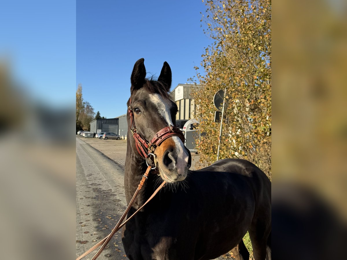 Westfale Wallach 4 Jahre 169 cm Dunkelbrauner in Melle