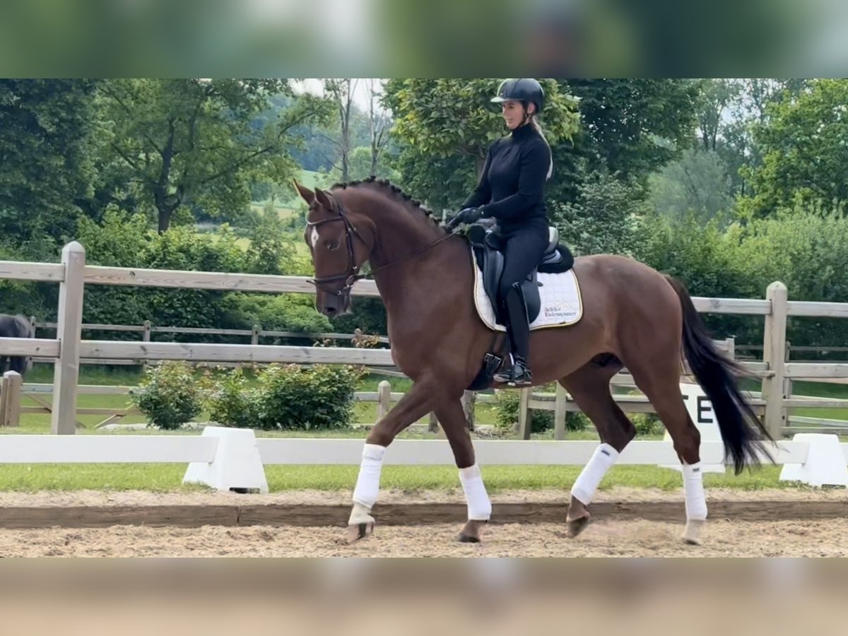 Westfale Wallach 4 Jahre 169 cm Fuchs in Rottenburg an der Laaber