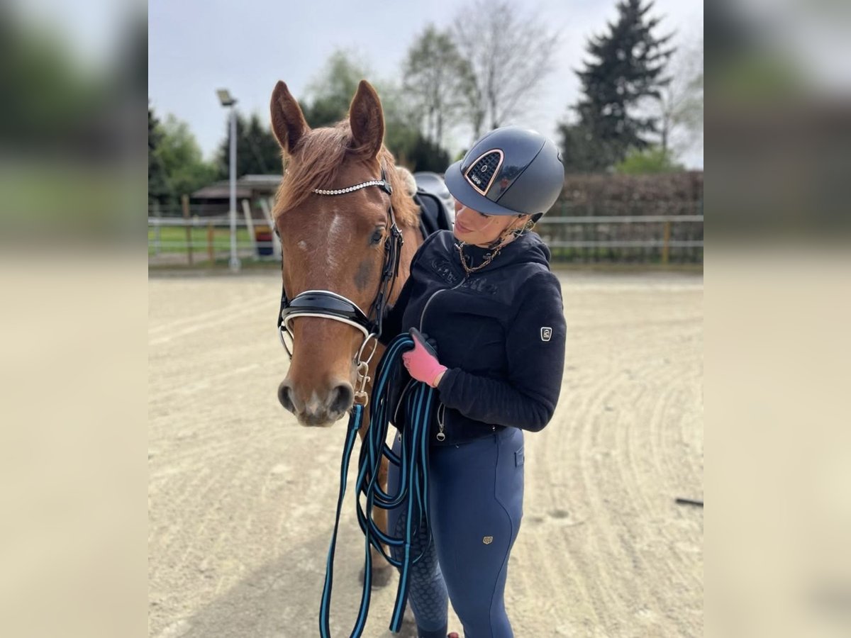 Westfale Wallach 4 Jahre 169 cm Fuchs in Helvesiek