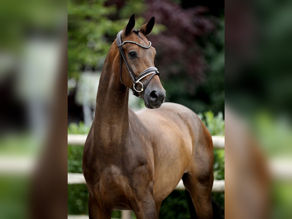 Westfale Wallach 4 Jahre 169 cm Schwarzbrauner in Recke