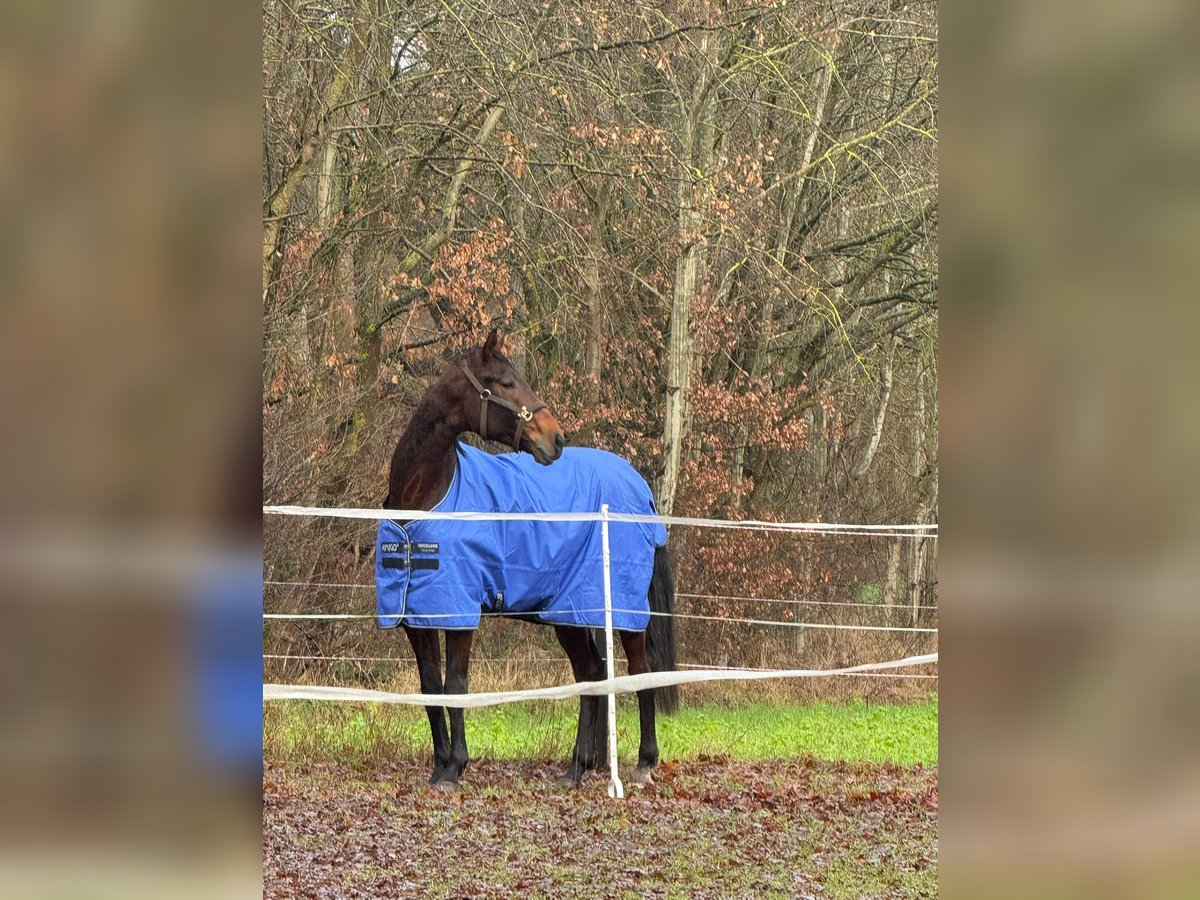 Westfale Wallach 4 Jahre 170 cm Brauner in Lüneburg