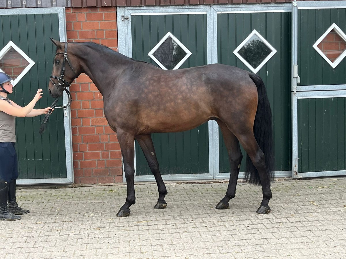 Westfale Wallach 4 Jahre 170 cm Brauner in Münster