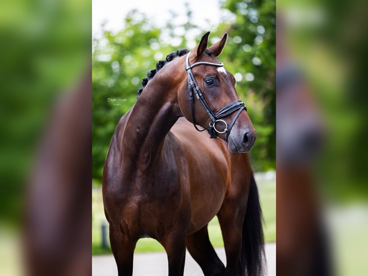 Westfale Wallach 4 Jahre 170 cm Dunkelbrauner in H&#xF6;rstel
