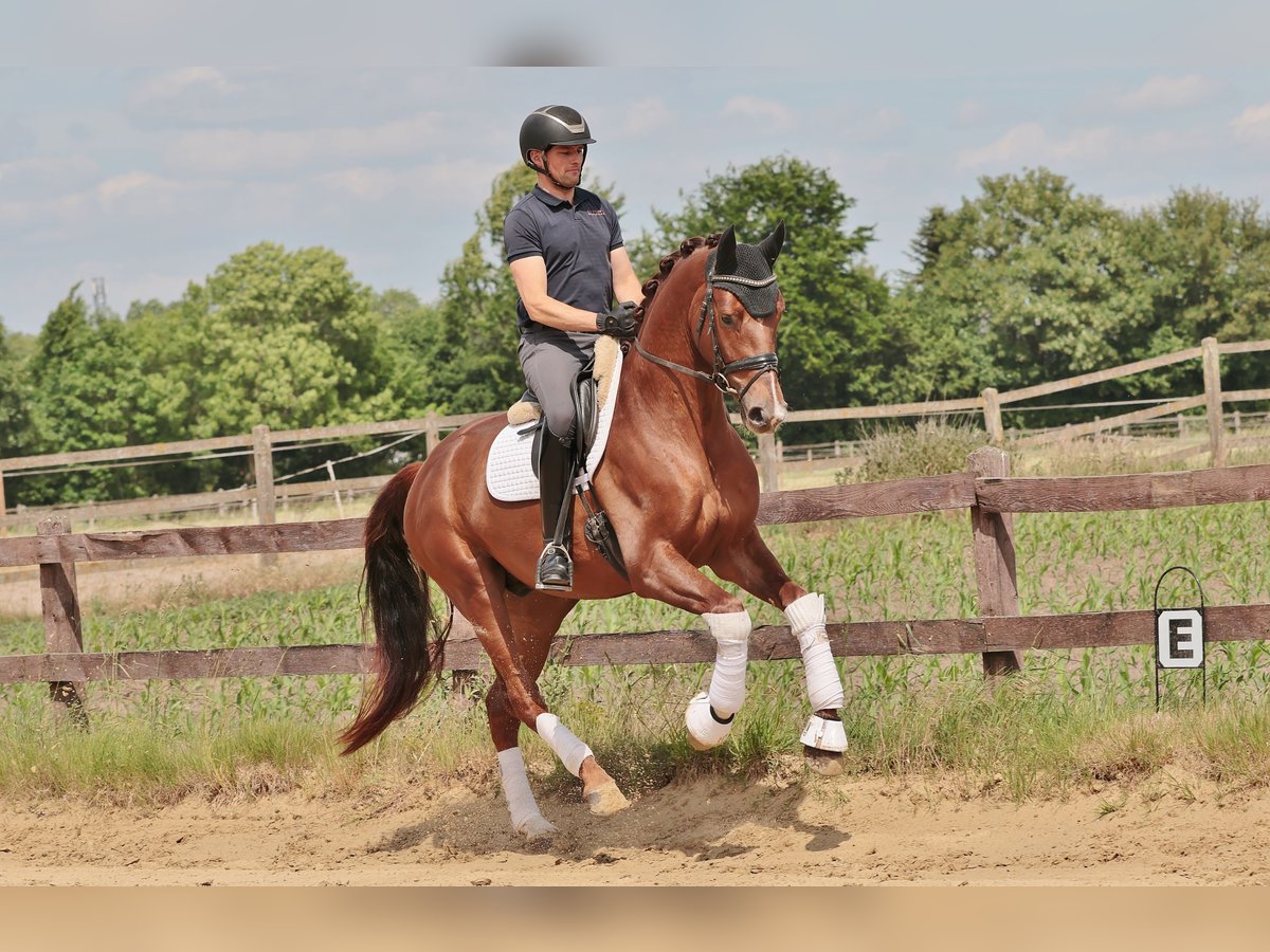 Westfale Wallach 4 Jahre 170 cm Dunkelfuchs in Greven