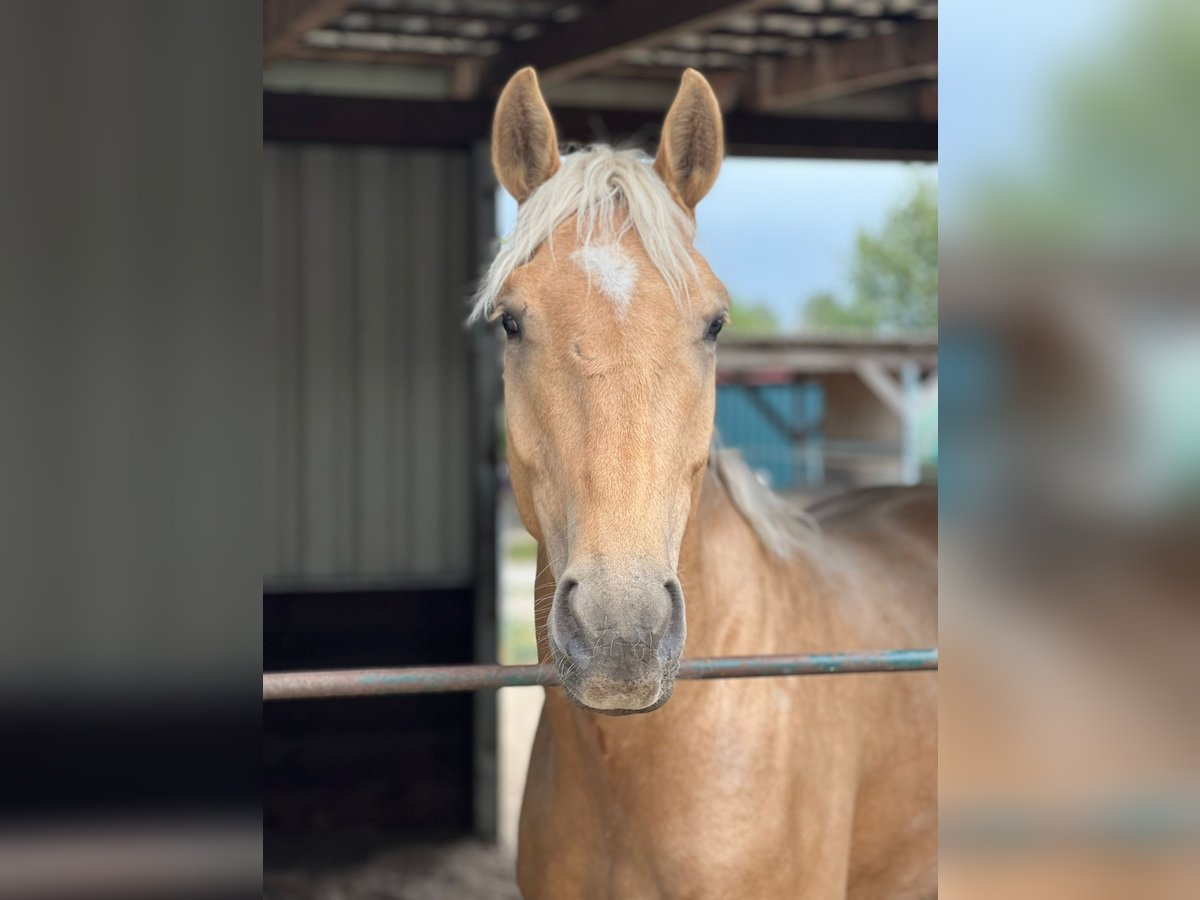 Westfale Wallach 4 Jahre 170 cm Palomino in Zossen