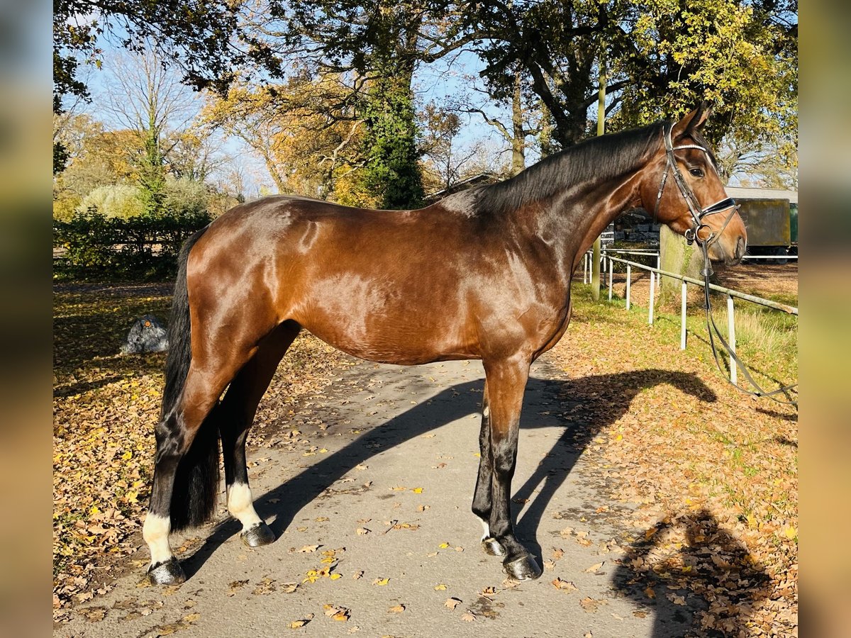Westfale Wallach 4 Jahre 171 cm Brauner in Ennigerloh
