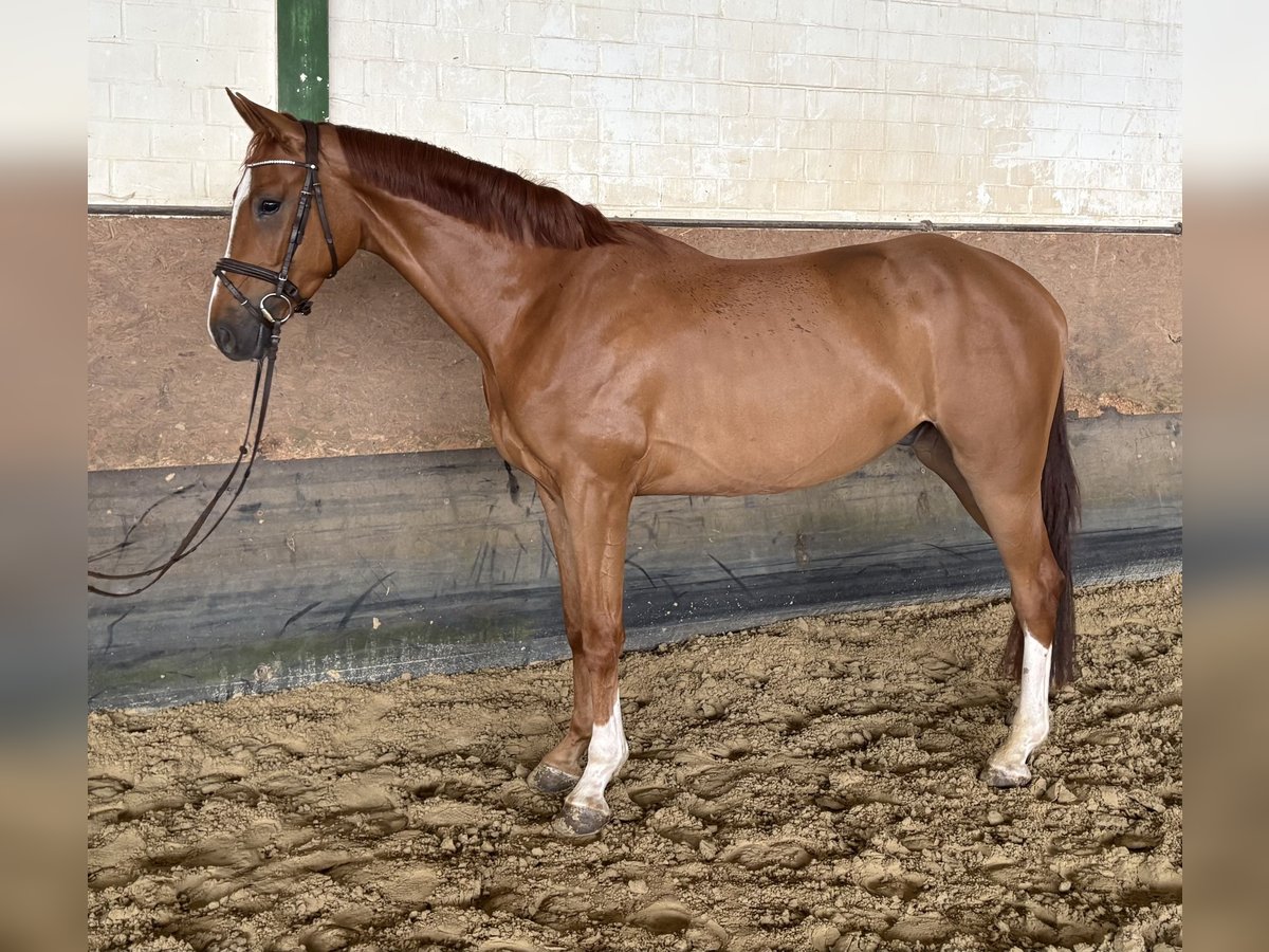 Westfale Wallach 4 Jahre 171 cm Fuchs in Versmold
