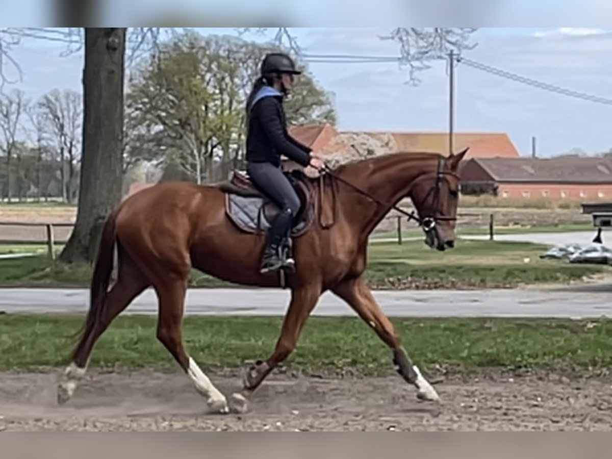 Westfale Wallach 4 Jahre 171 cm Fuchs in Versmold