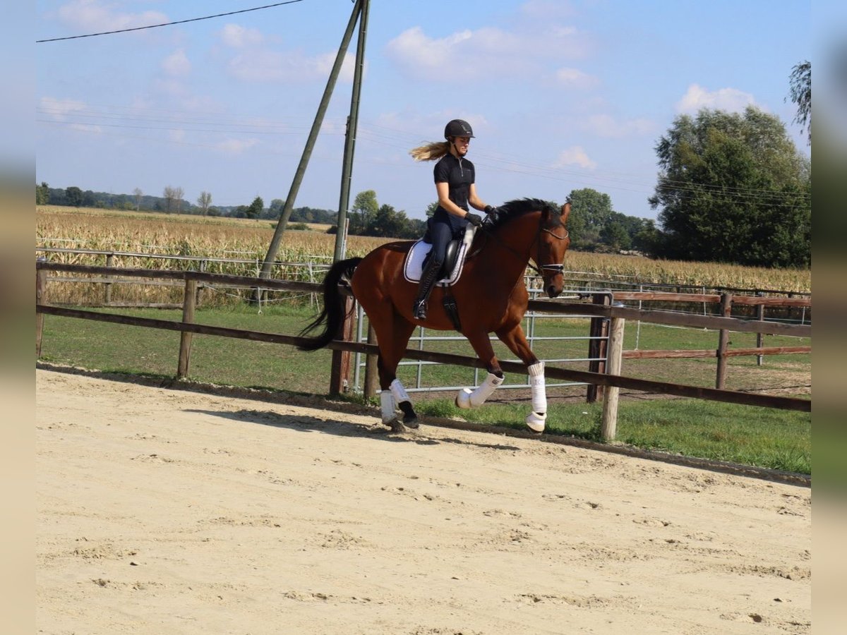 Westfale Wallach 4 Jahre 174 cm Brauner in M&#xFC;nster
