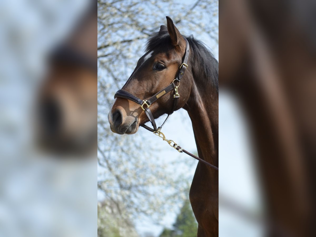 Westfale Wallach 4 Jahre 176 cm Brauner in Waldbr&#xF6;l