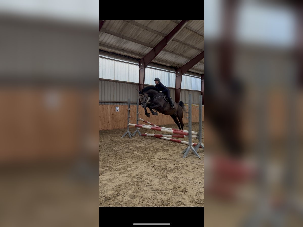 Westfale Wallach 4 Jahre 180 cm Kann Schimmel werden in Bad Driburg