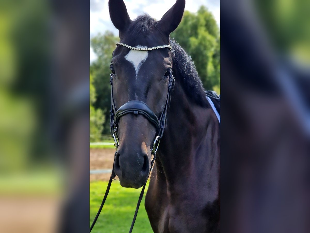 Westfale Wallach 4 Jahre 180 cm Schwarzbrauner in Warendorf