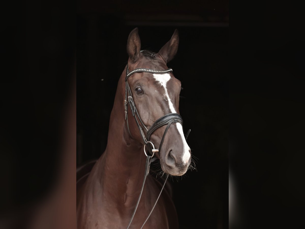 Westfale Wallach 4 Jahre 183 cm Schwarzbrauner in Iserlohn