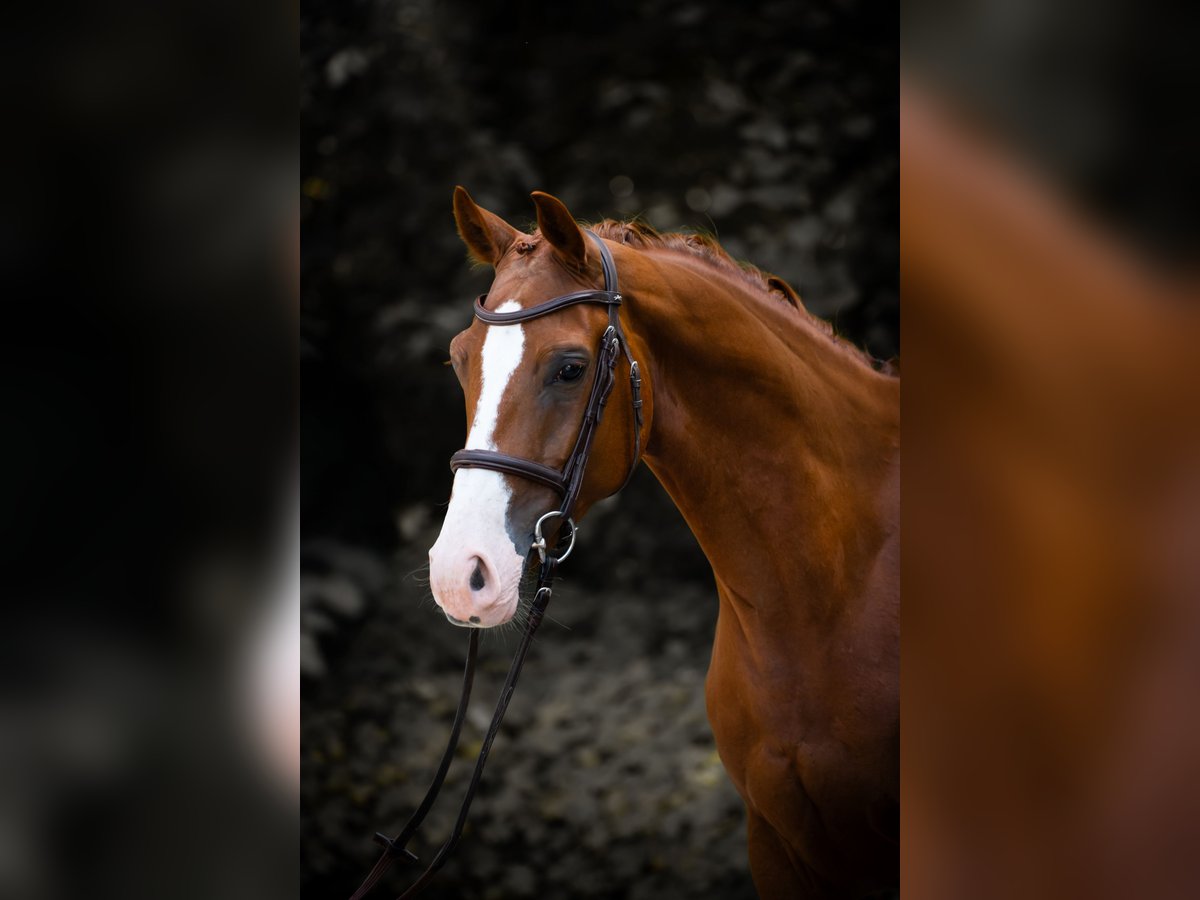 Westfale Wallach 5 Jahre 155 cm Fuchs in Horstmar