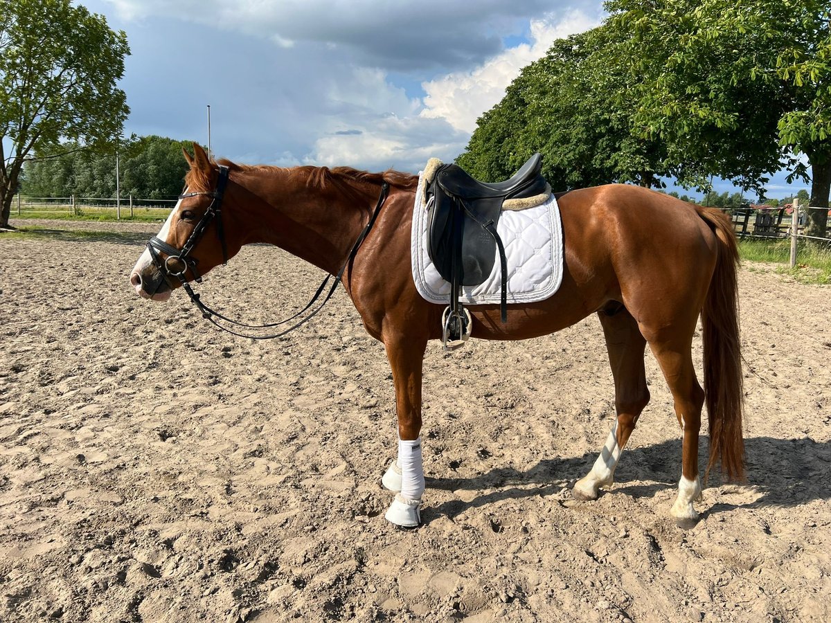 Westfale Wallach 5 Jahre 158 cm Fuchs in Rheda-Wiedenbrück