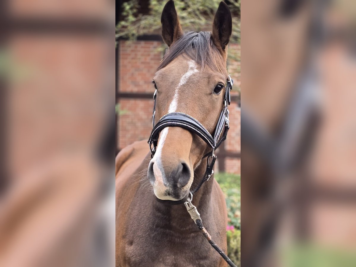 Westfale Wallach 5 Jahre 162 cm Brauner in Warendorf