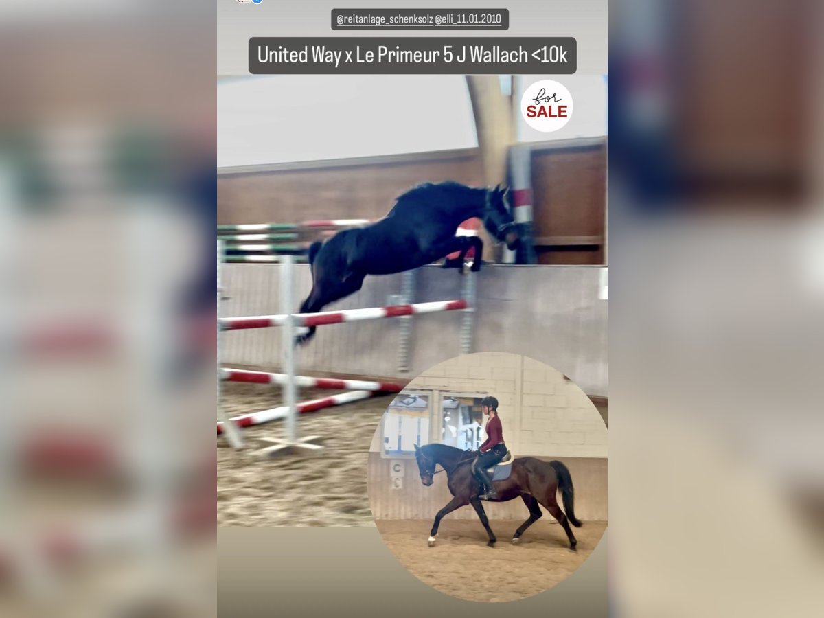 Westfale Wallach 5 Jahre 162 cm Brauner in Schenklengsfeld