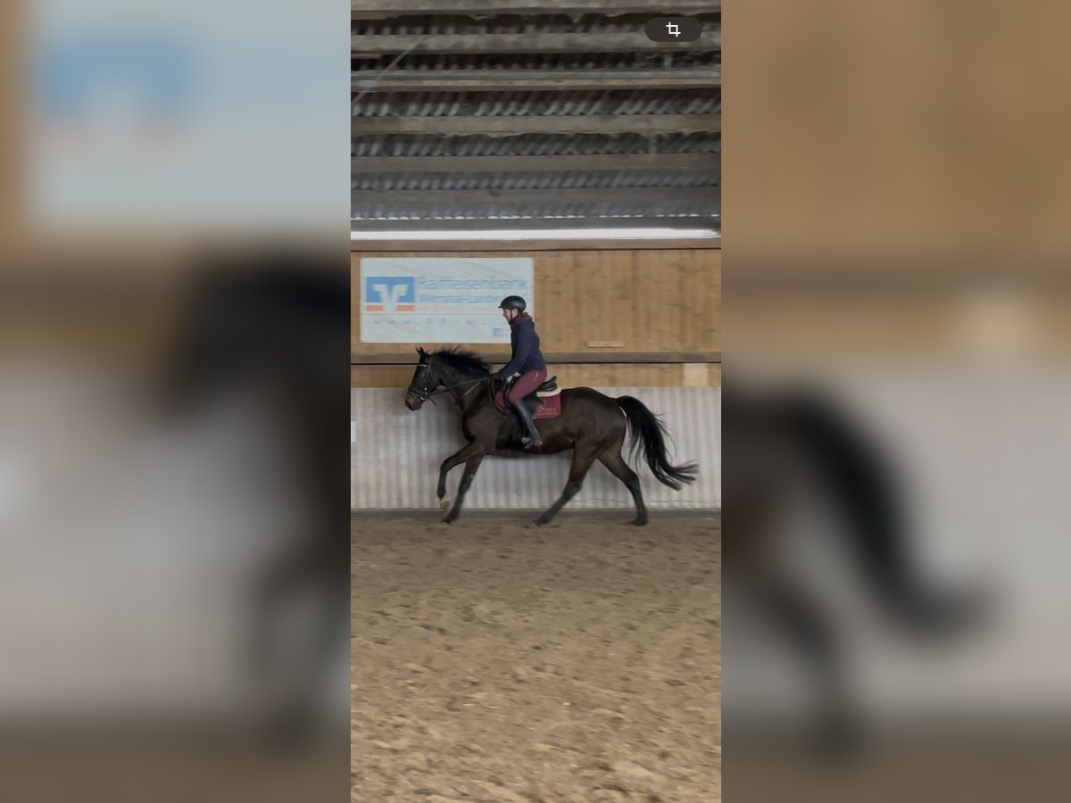 Westfale Wallach 5 Jahre 163 cm Dunkelbrauner in Schenklengsfeld