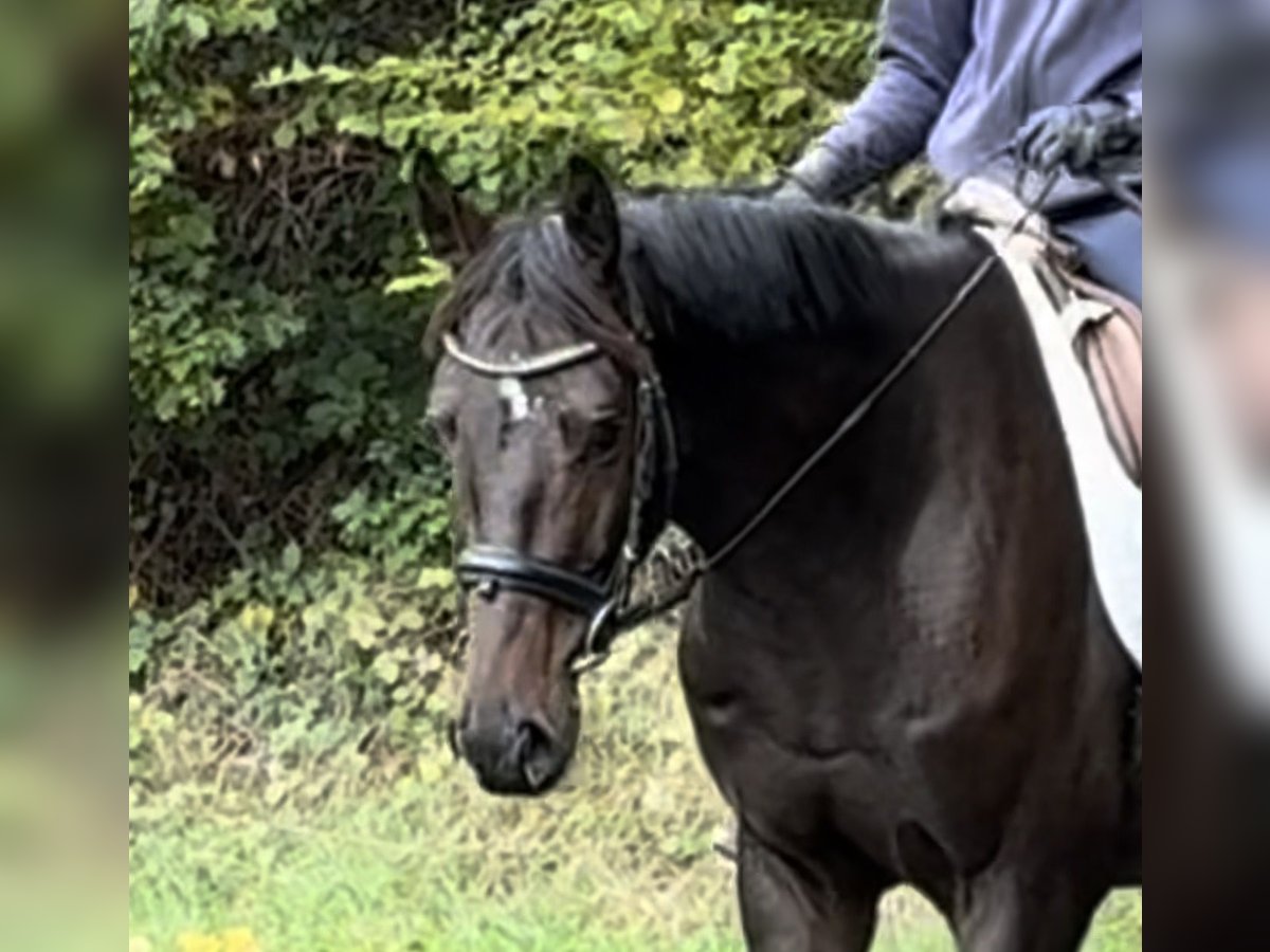 Westfale Wallach 5 Jahre 163 cm Dunkelbrauner in Schenklengsfeld