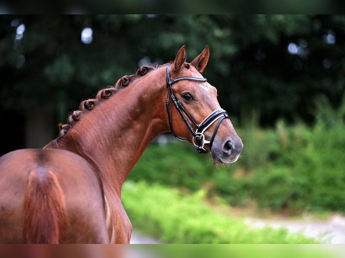 Westfale Wallach 5 Jahre 163 cm Fuchs in Vechta