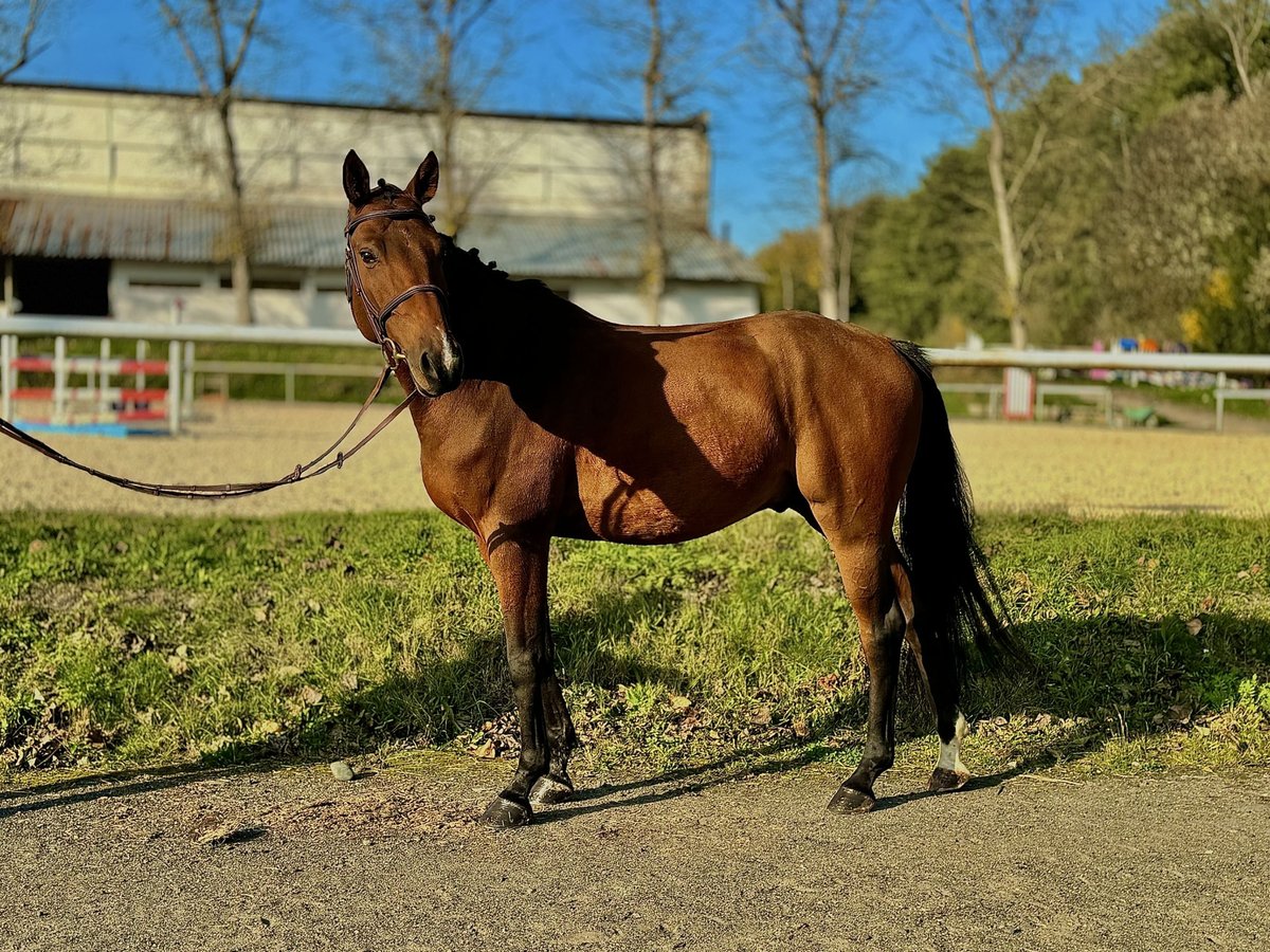 Westfale Wallach 5 Jahre 163 cm Rotbrauner in Ústí nad Labem