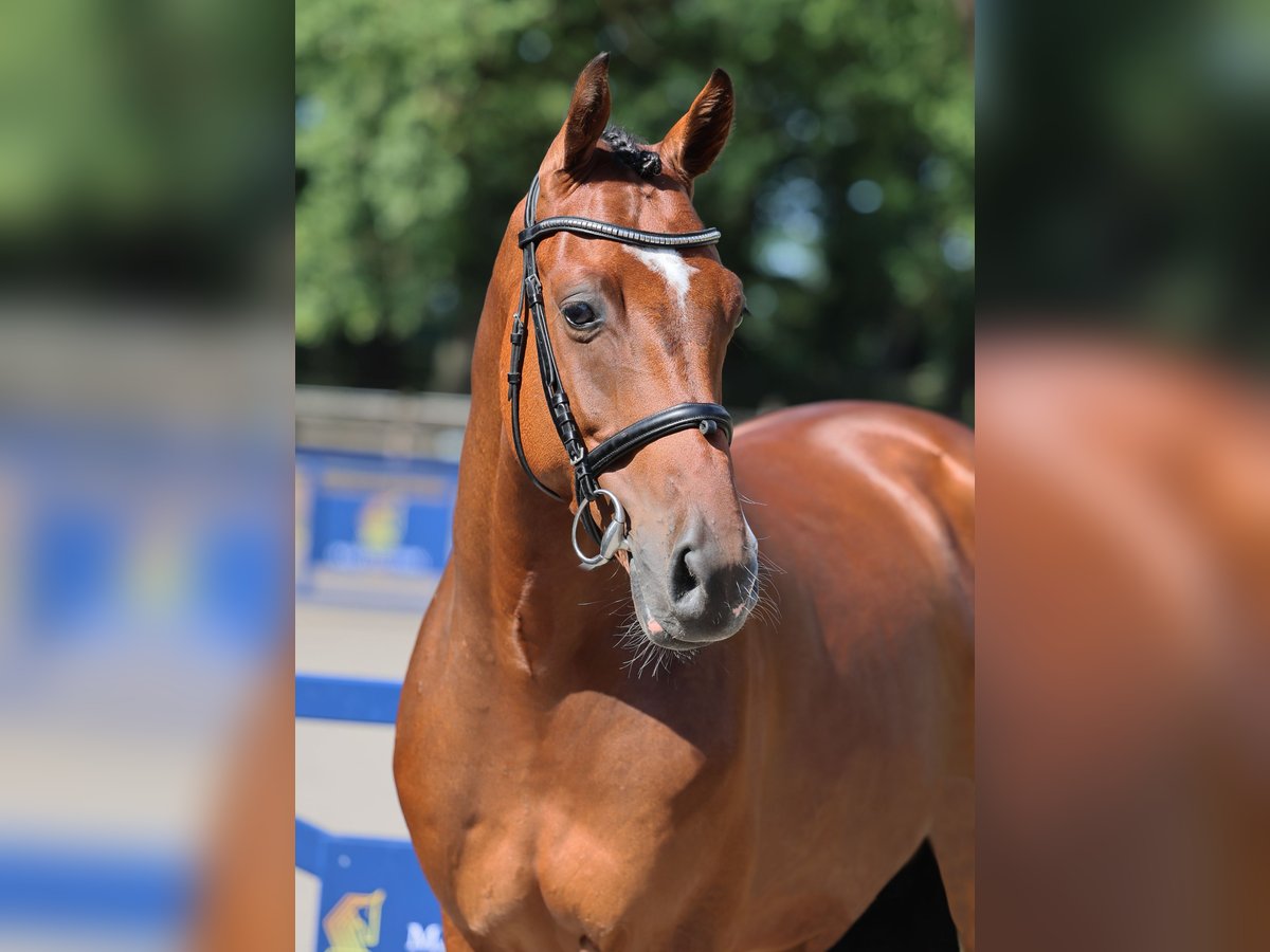 Westfale Wallach 5 Jahre 166 cm Brauner in Diepholz