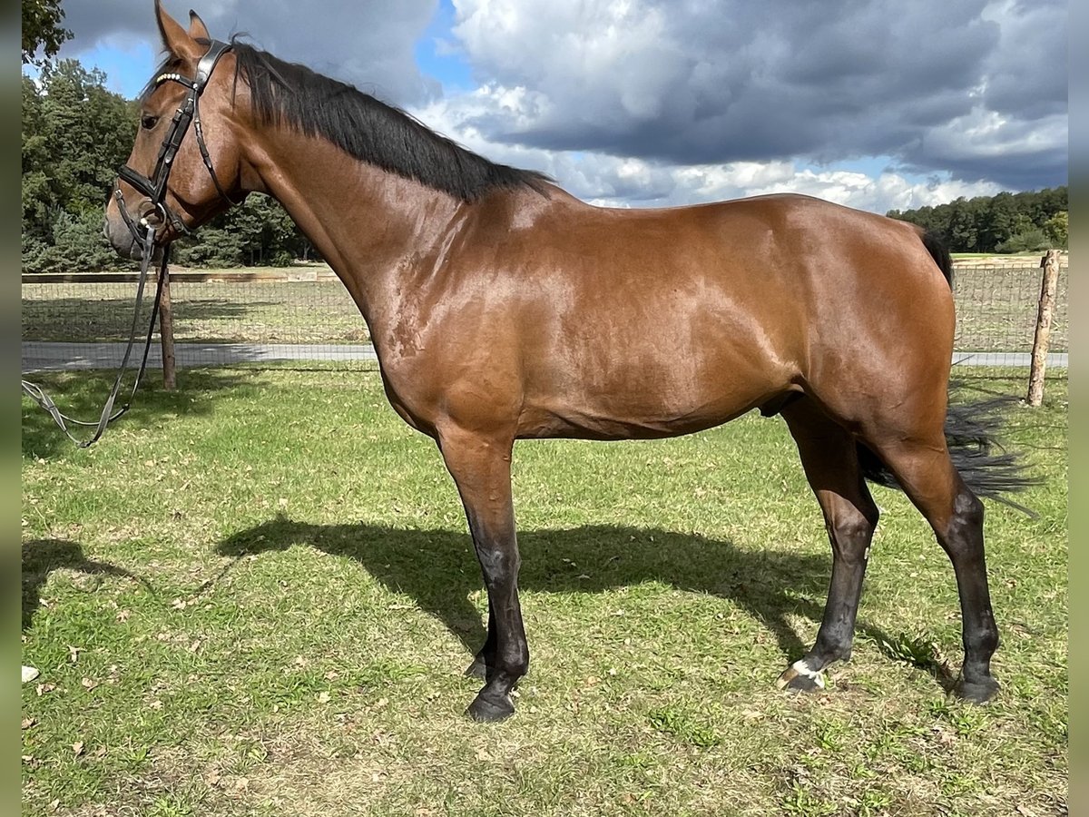 Westfale Wallach 5 Jahre 166 cm Brauner in Versmold