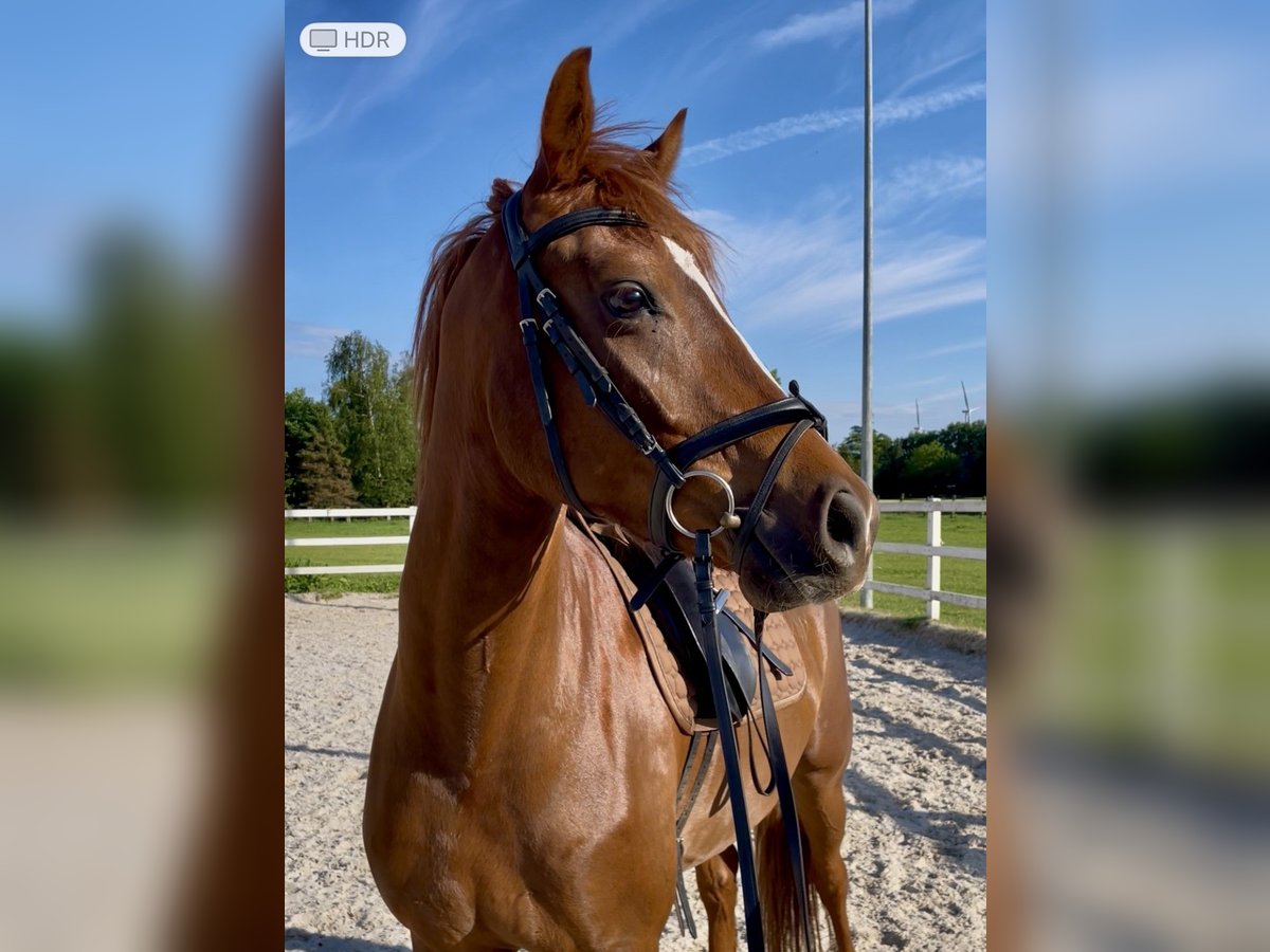 Westfale Wallach 5 Jahre 166 cm Fuchs in H&#xF6;rstel/Dreierwalde