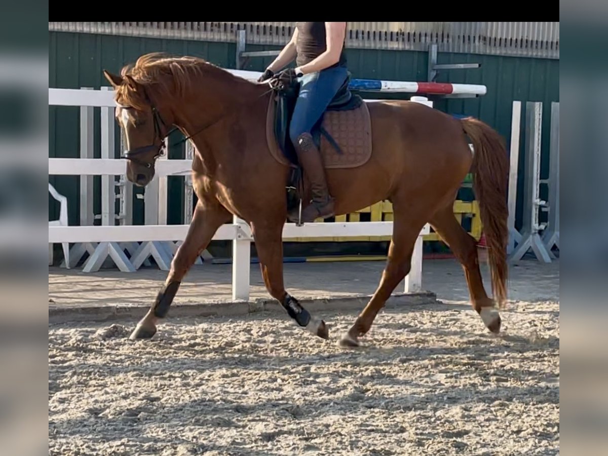 Westfale Wallach 5 Jahre 167 cm Fuchs in H&#xF6;rstel/Dreierwalde