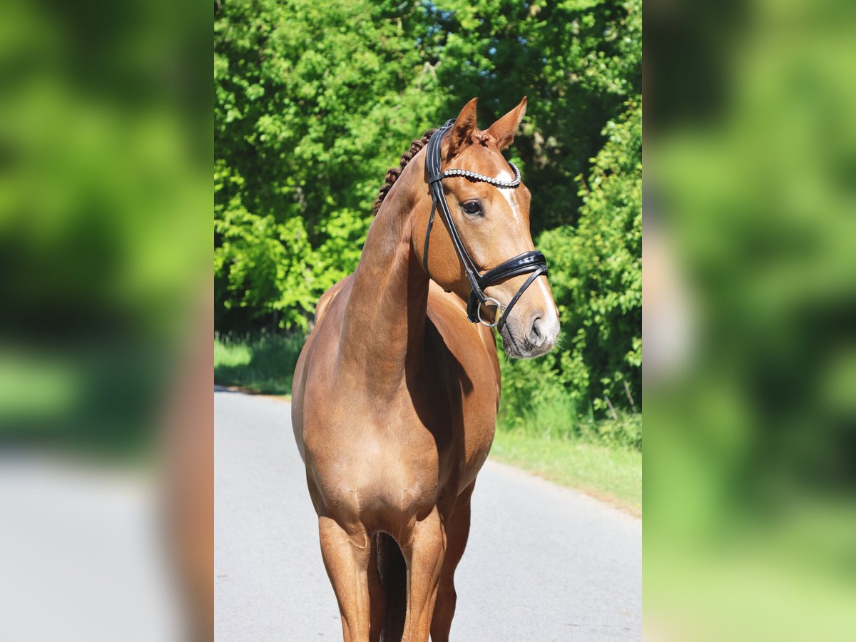 Westfale Wallach 5 Jahre 167 cm Fuchs in Nottuln