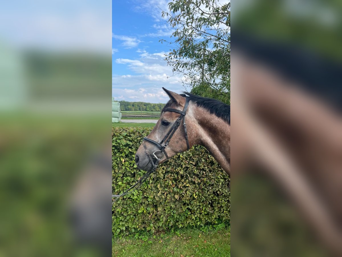 Westfale Wallach 5 Jahre 167 cm Kann Schimmel werden in Lippetal