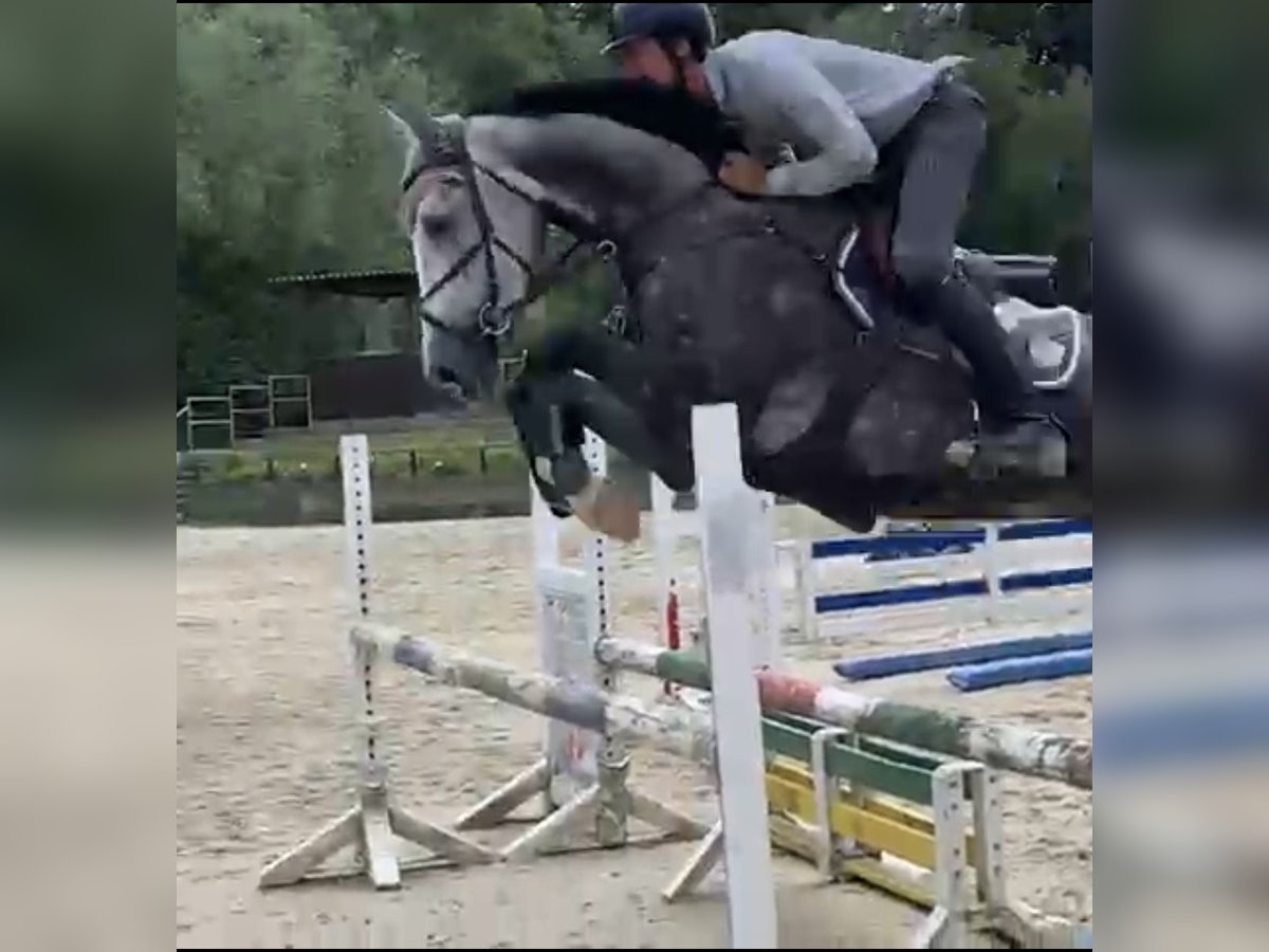 Westfale Wallach 5 Jahre 167 cm in Windhagen