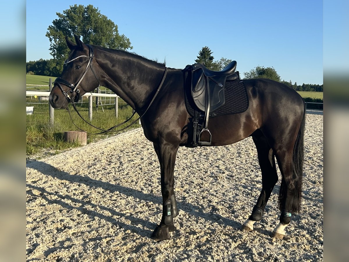 Westfale Wallach 5 Jahre 168 cm Dunkelbrauner in Schnaitsee